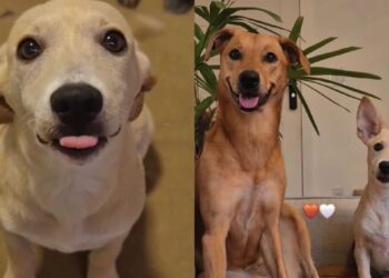 Cão se emociona ao reencontrar irmã após hospitalização e vídeo viraliza