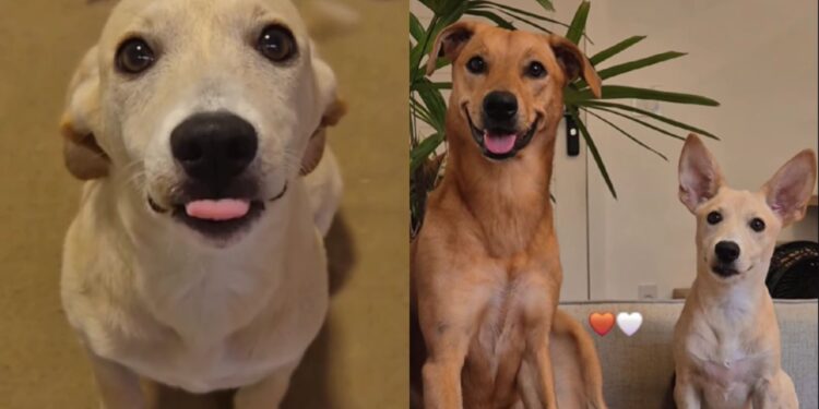 Cão se emociona ao reencontrar irmã após hospitalização e vídeo viraliza