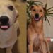 Cão se emociona ao reencontrar irmã após hospitalização e vídeo viraliza