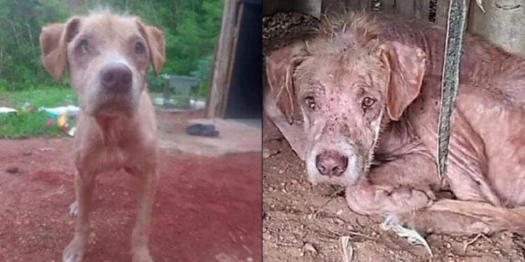 Cachorro acorrentado no meio do mato é resgatado em estado crítico e surpreende com recuperação após cuidados