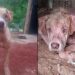 Cachorro acorrentado no meio do mato é resgatado em estado crítico e surpreende com recuperação após cuidados
