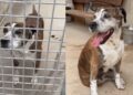 Após uma década no abrigo, cadelinha idosa conhece o amor de uma família pela primeira vez
