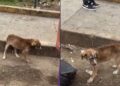 Filhote resgatado das ruas muda completamente após ganhar um lar cheio de amor