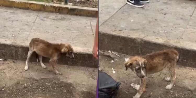 Filhote resgatado das ruas muda completamente após ganhar um lar cheio de amor