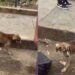 Filhote resgatado das ruas muda completamente após ganhar um lar cheio de amor