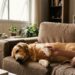 A psicologia afirma que o luto pela perda de um cachorro pode ser mais profundo do que o esperado, porque ele esteve presente nos momentos mais íntimos da vida