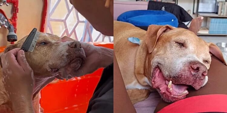 Depois de 10 anos de espera, cachorro idoso é adotado e tem sua vida completamente transformada