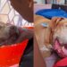 Depois de 10 anos de espera, cachorro idoso é adotado e tem sua vida completamente transformada