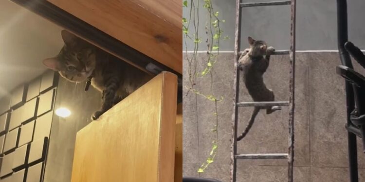 Após medo de limitação, tutora se surpreende com adaptação de gato que perdeu a patinha