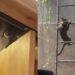 Após medo de limitação, tutora se surpreende com adaptação de gato que perdeu a patinha