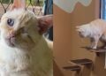Gatinho rejeitado em abrigo ganha nova vida após adoção inesperada