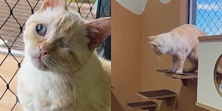 Gatinho rejeitado em abrigo ganha nova vida após adoção inesperada