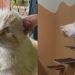 Gatinho rejeitado em abrigo ganha nova vida após adoção inesperada