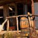 Conheça o lugar que combina roadhouse texana gastronomia