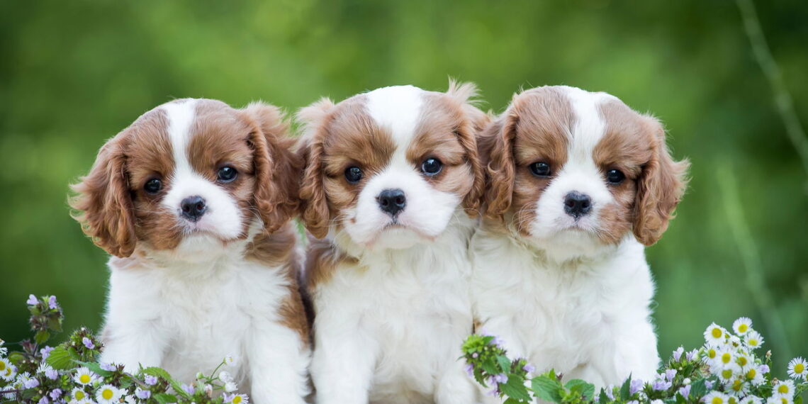 Se você ama doguinhos carinhosos, o Cavalier King é sua alma gêmea!