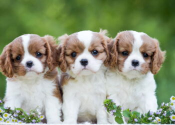 Se você ama doguinhos carinhosos, o Cavalier King é sua alma gêmea!