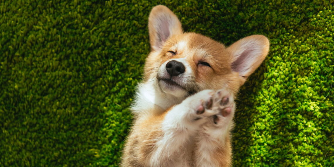 Cães sentem quando estamos tristes? Veja a resposta