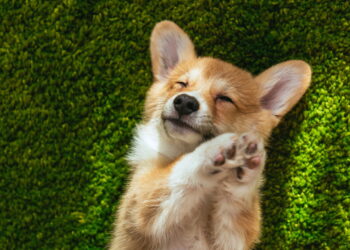 Cães sentem quando estamos tristes? Veja a resposta