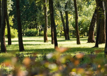 Essas são as cidades brasileiras com as melhores áreas verdes