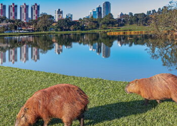 A cidade onde o verde e a cultura se encontram de forma única