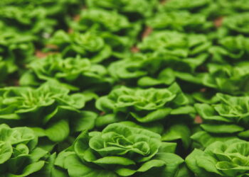 Veja por que a alface-americana é a mais consumida do mundo e como cultivá-la facilmente em casa