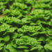 Veja por que a alface-americana é a mais consumida do mundo e como cultivá-la facilmente em casa