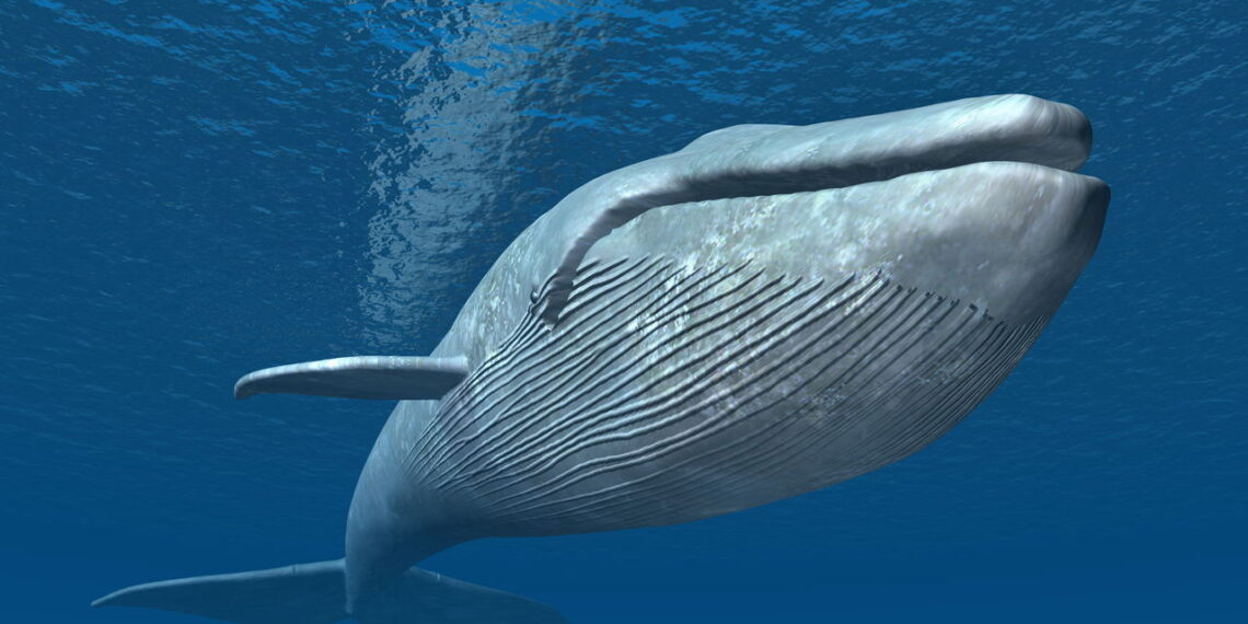 Prepare-se para se encantar com o gigante dos mares