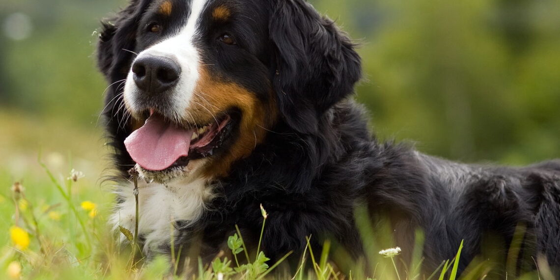 Cães gigantes, amor imenso e espaço garantido para eles