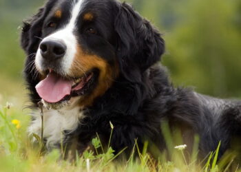 Cães gigantes, amor imenso e espaço garantido para eles