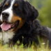 Cães gigantes, amor imenso e espaço garantido para eles