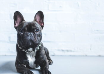 As 5 melhores raças de cachorros para viver em apartamento