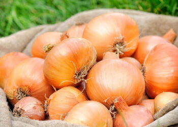 Aprenda como cultivar cebola em casa com essa dicas simples para colher frutos frescos e saborosos!