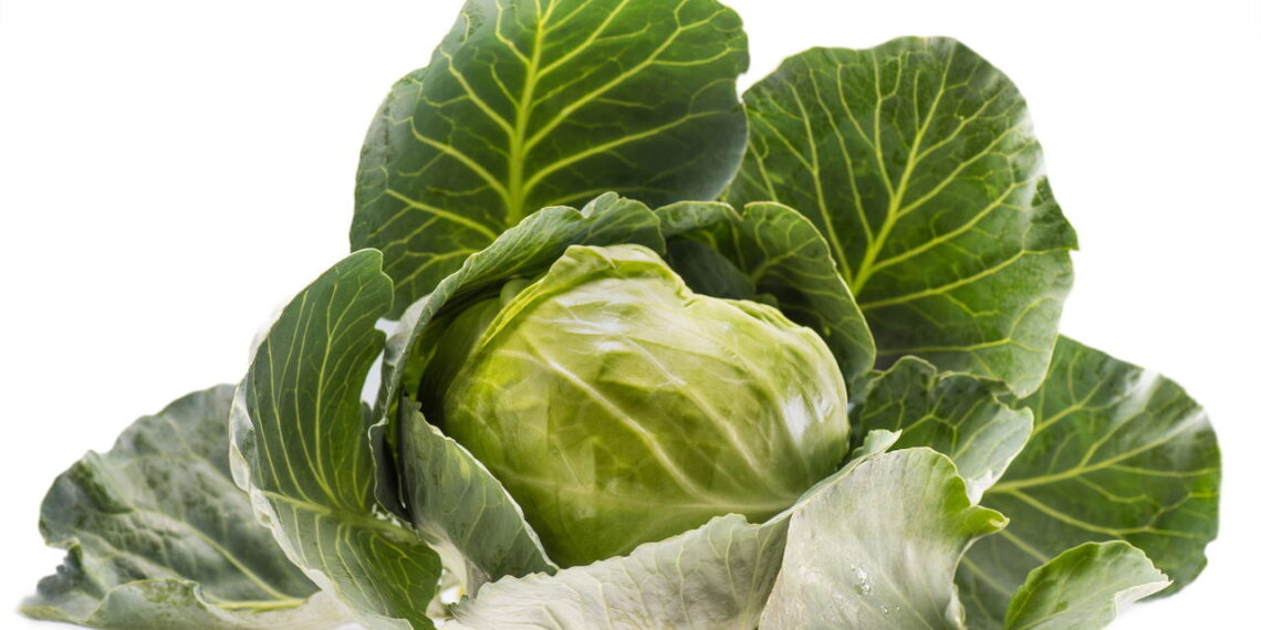 Saiba os benefícios da couve e aprenda como cultivar em casa com facilidade