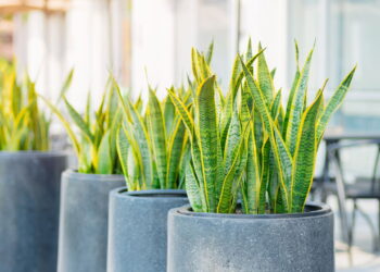 Veja dicas para um cultivo sustentável e saudável da Espada-de-São-Jorge em casa