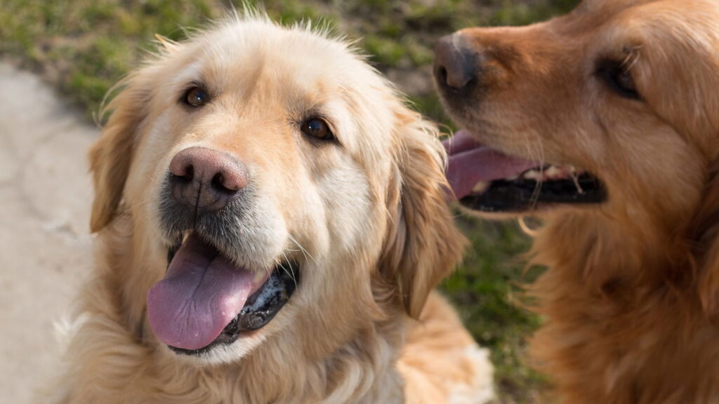 Top 6 raças de cachorro mais queridas em 2025