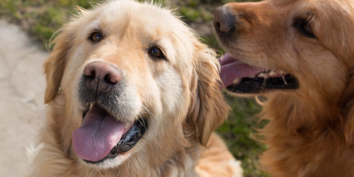 Top 6 raças de cachorro mais queridas em 2025