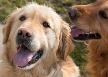 Top 6 raças de cachorro mais queridas em 2025