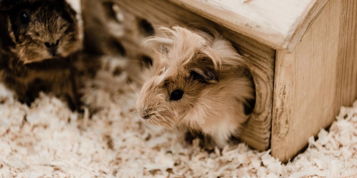 O detalhe no hamster que parece fofo, mas esconde algo genial
