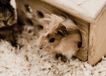O detalhe no hamster que parece fofo, mas esconde algo genial