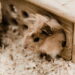 O detalhe no hamster que parece fofo, mas esconde algo genial