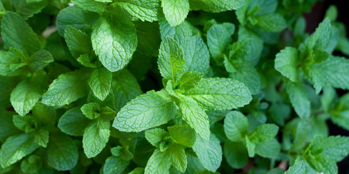 Saiba os métodos efetivos para ter hortelã em casa com folhas verdes e fragrância refrescante