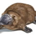 O bicho é fofo, mas também é perigoso! Tudo sobre o ornitorrinco