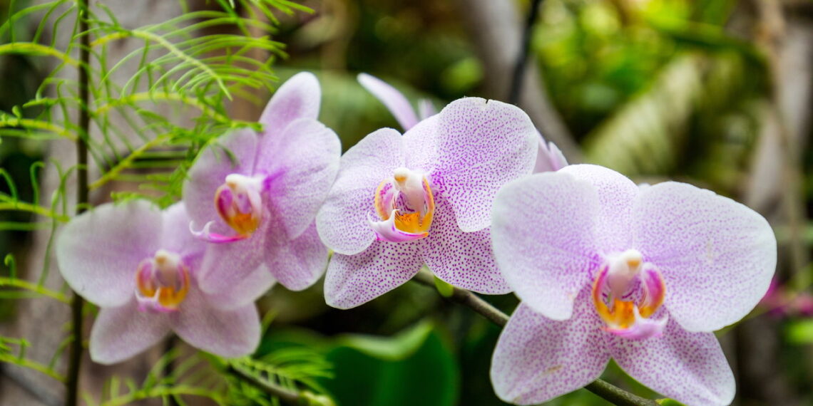 Veja as melhores formas de cultivar Orquídeas em casa e por que ela esta na casa dos brasileiros