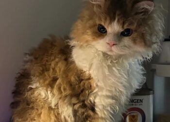 Você vai se apaixonar por esses gatos com pelos únicos e fofinhos