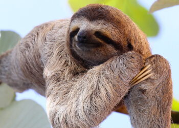 O animal mais tranquilo do mundo tem um segredo incrível