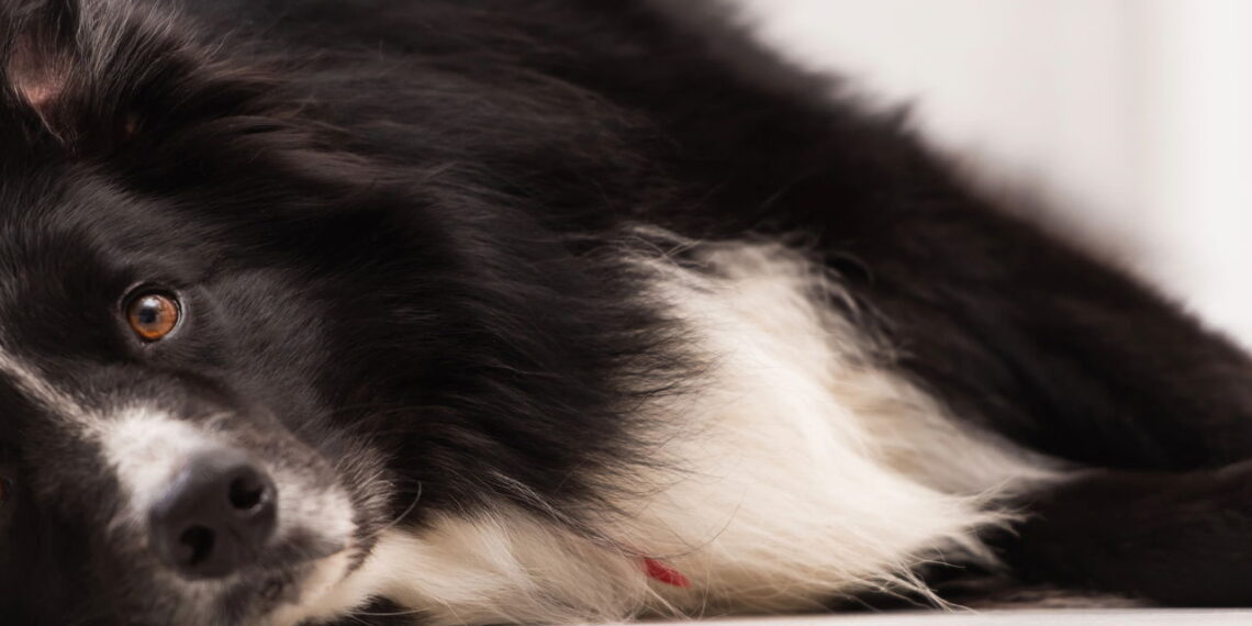 O ranking definitivo das raças caninas mais inteligentes do mundo