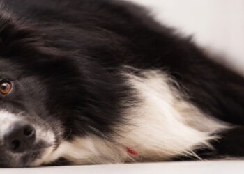 O ranking definitivo das raças caninas mais inteligentes do mundo