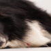 O ranking definitivo das raças caninas mais inteligentes do mundo