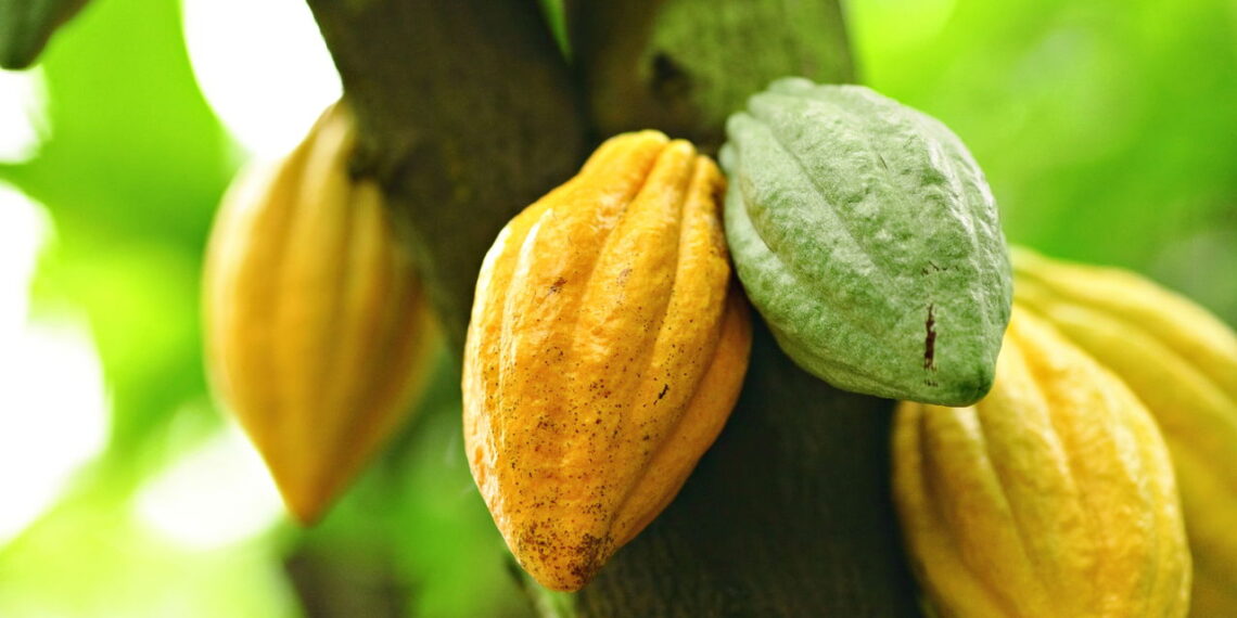 Saiba a melhor maneira de cultivar cacau em casa sem problemas