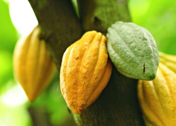 Saiba a melhor maneira de cultivar cacau em casa sem problemas